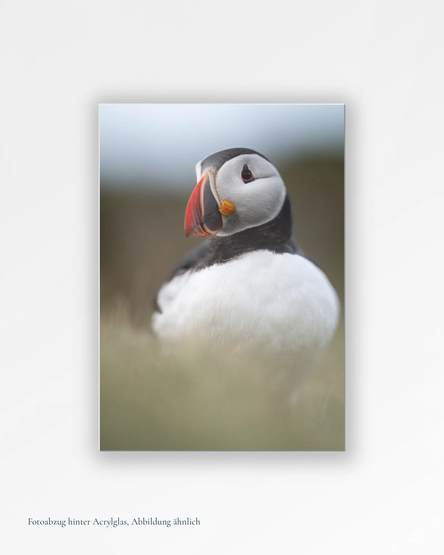 Puffin-Porträt II