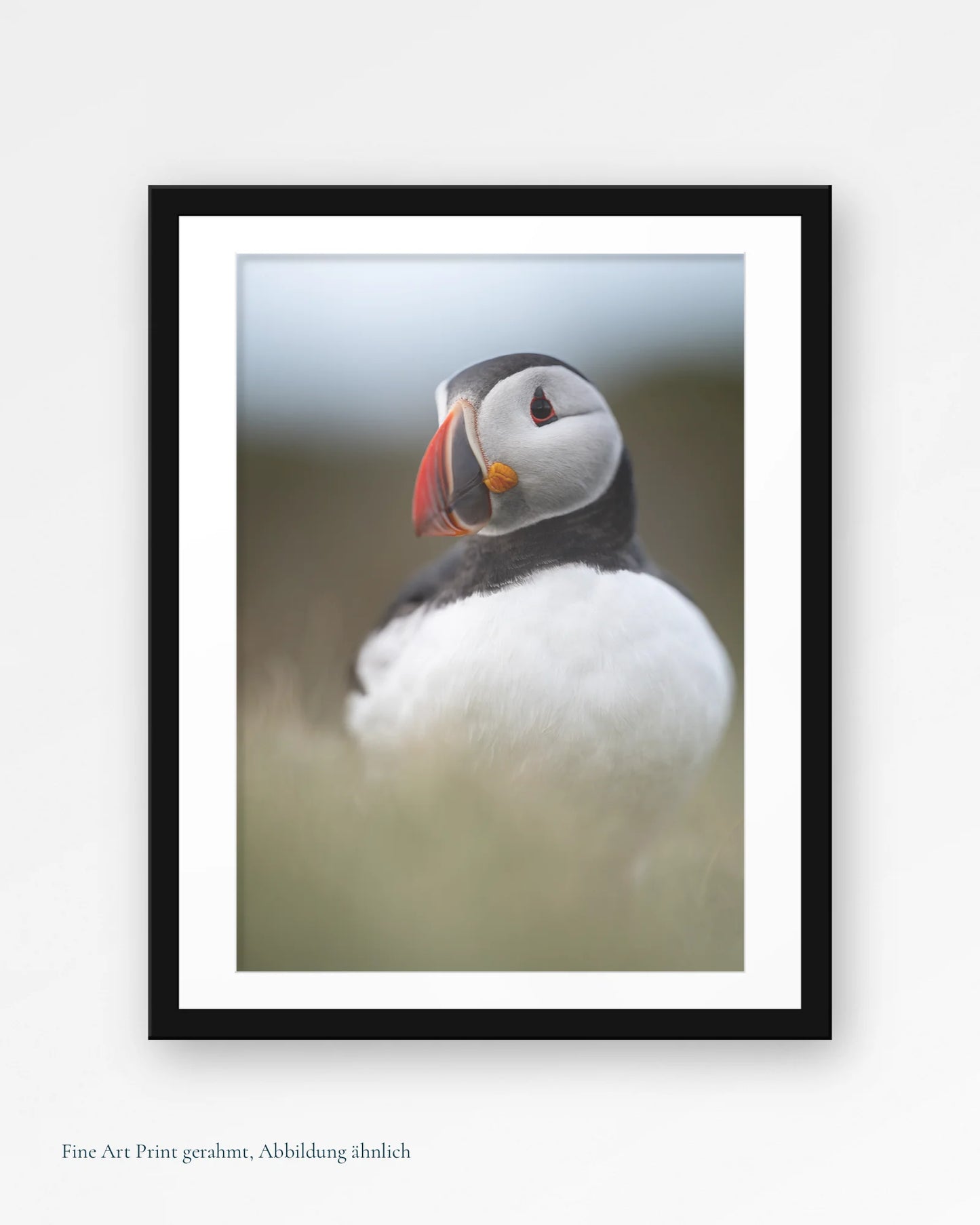 Puffin-Porträt II