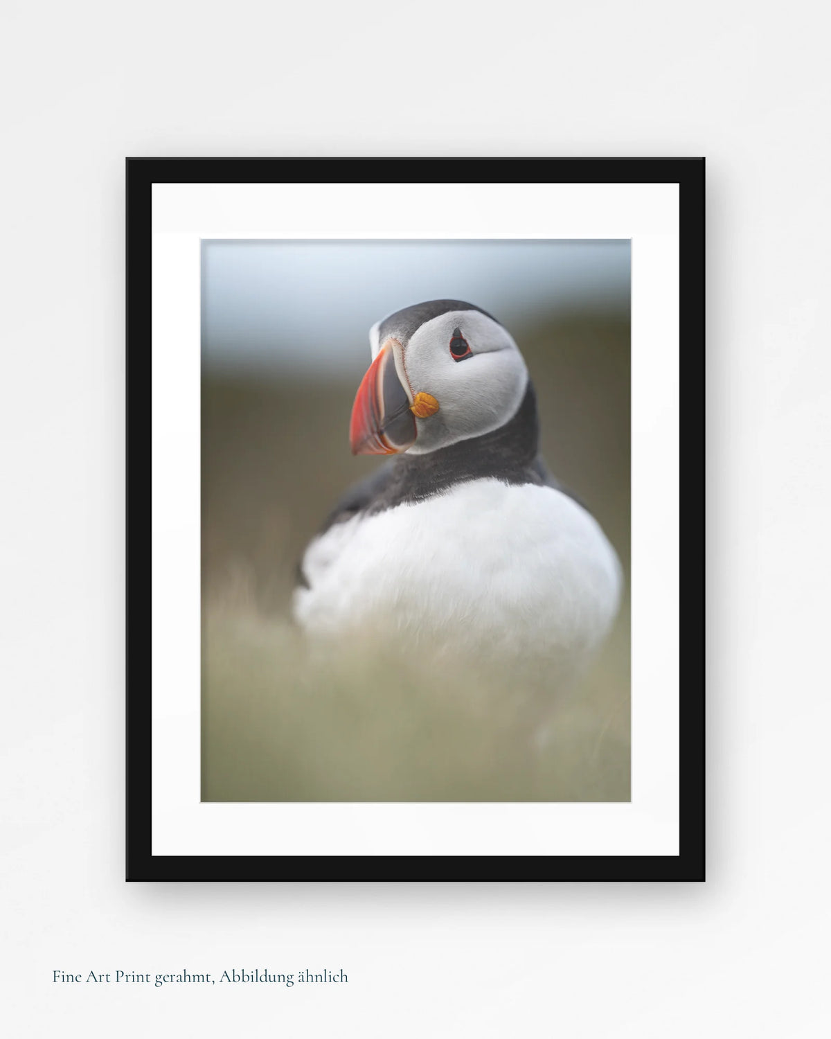 Motiv Puffin-Porträt II Fine Art Print gerahmt