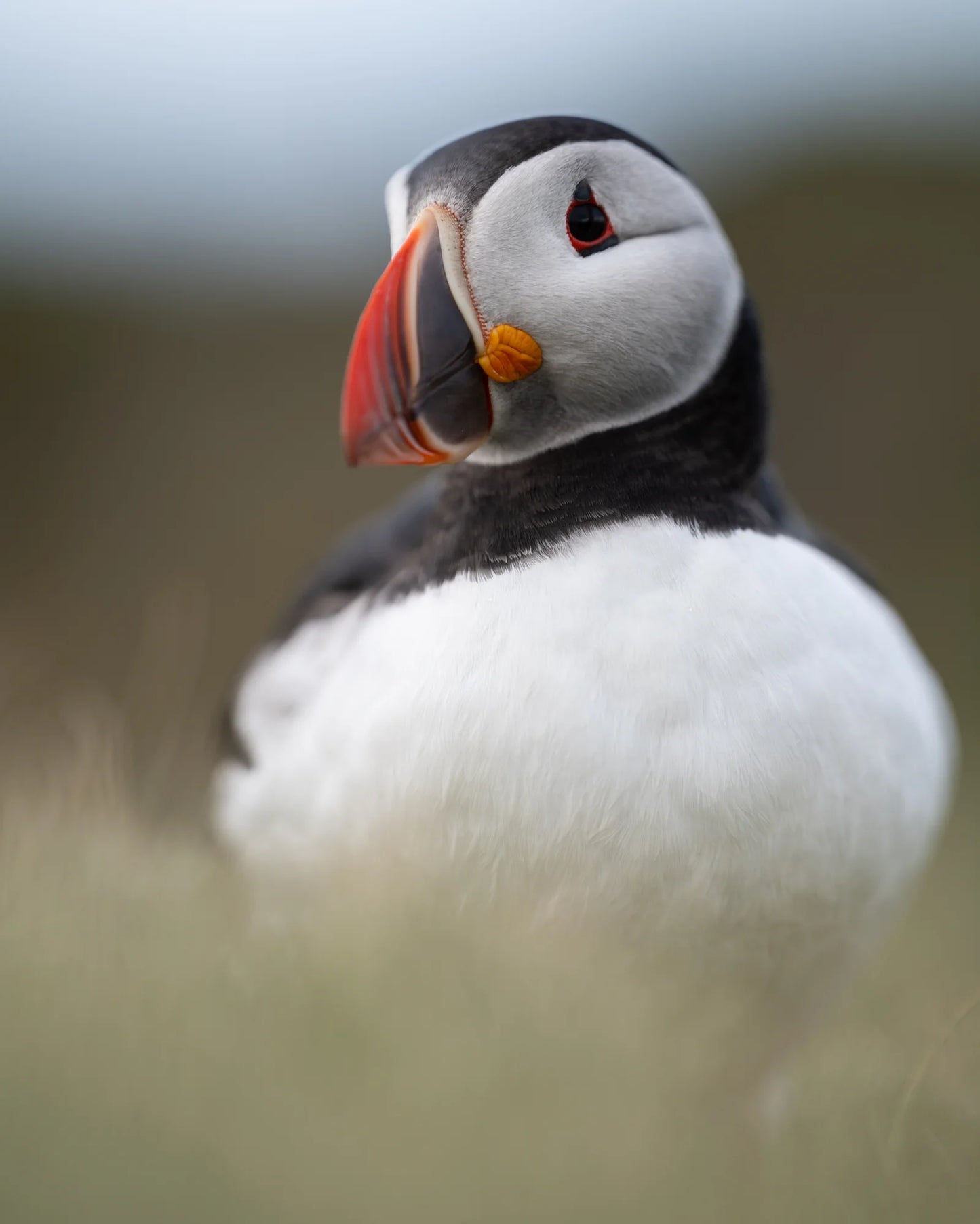 Puffin-Porträt II