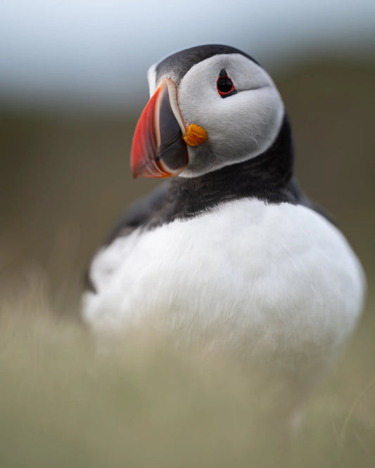 Puffin-Porträt II
