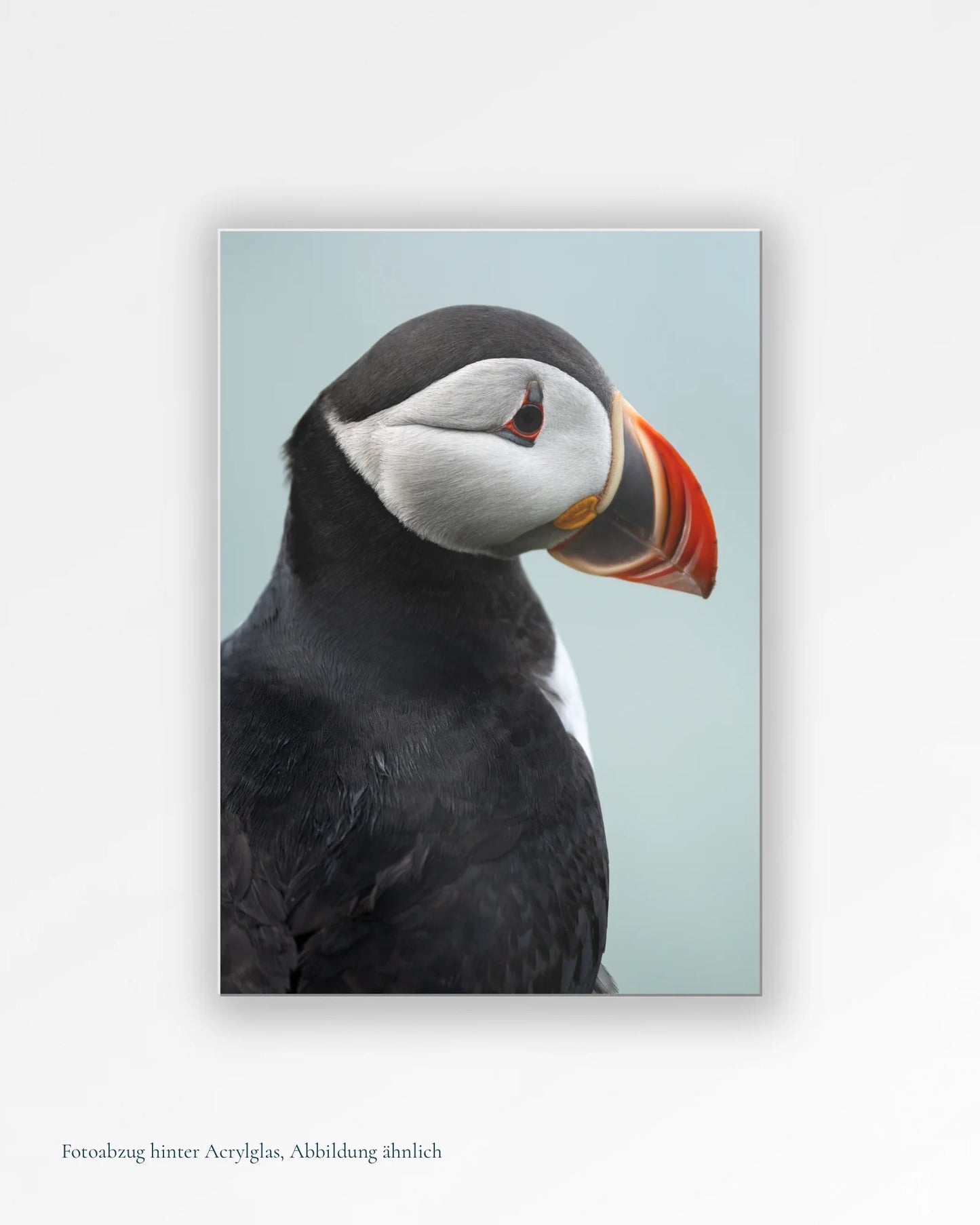 Puffin-Porträt I