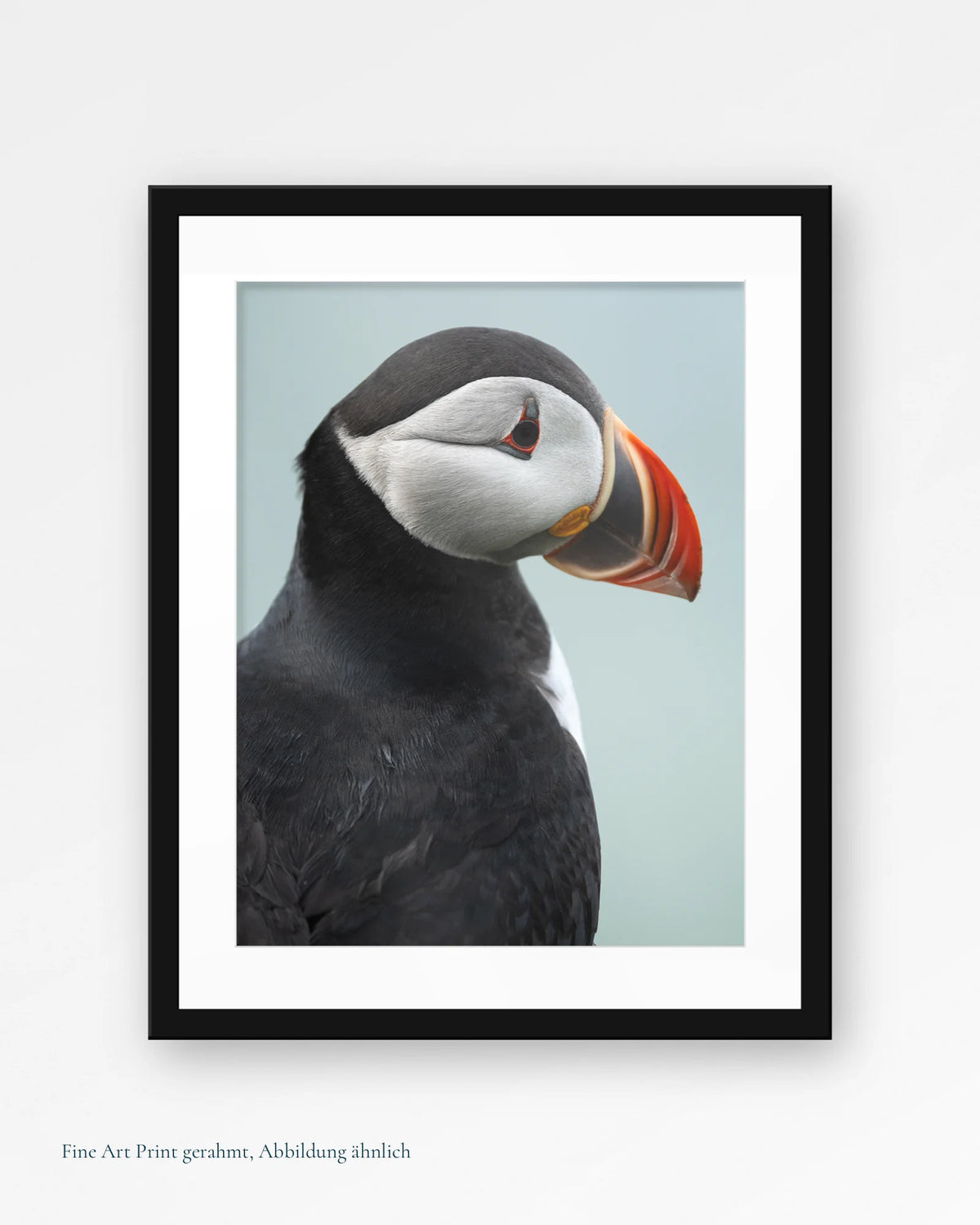 Motiv Puffin-Porträt I Fine Art Print gerahmt