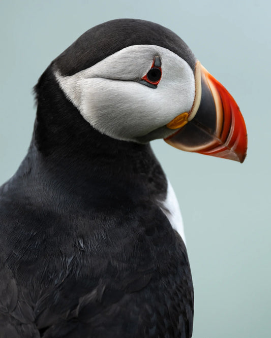 Puffin-Porträt I